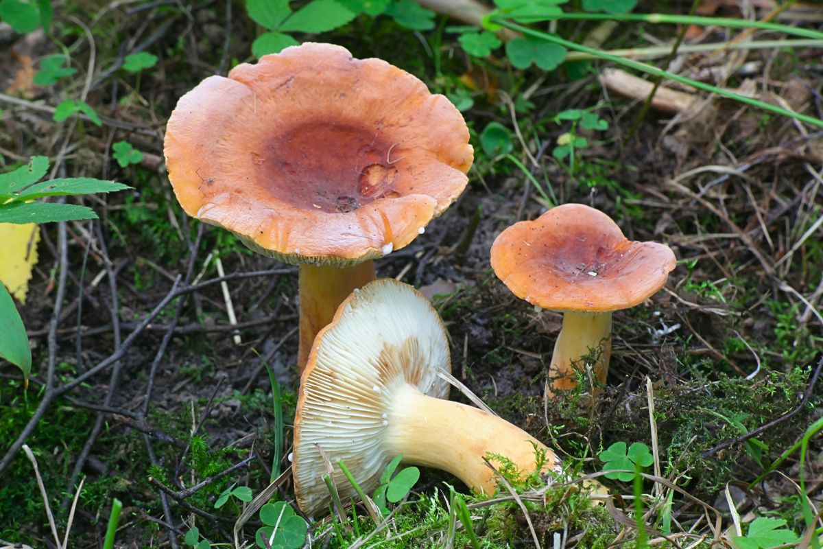 Zamiast zbierać, grzybiarze po nich depczą. Te grzyby można jeść choćby na surowo