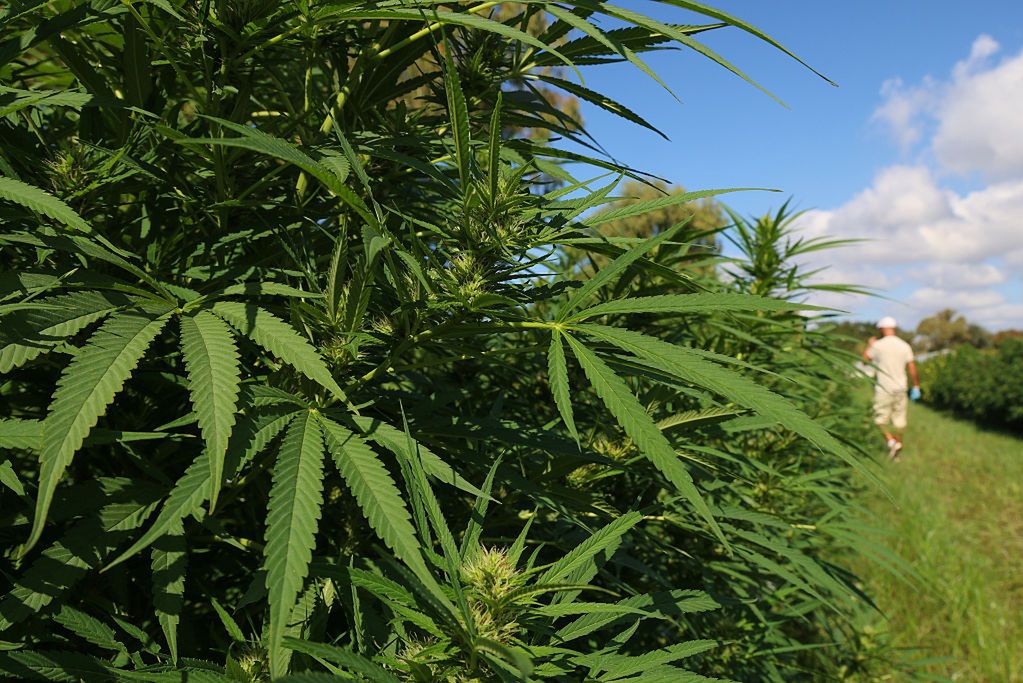 Konopie przyjęły się w Polsce. Wielki wzrost zainteresowania rolników