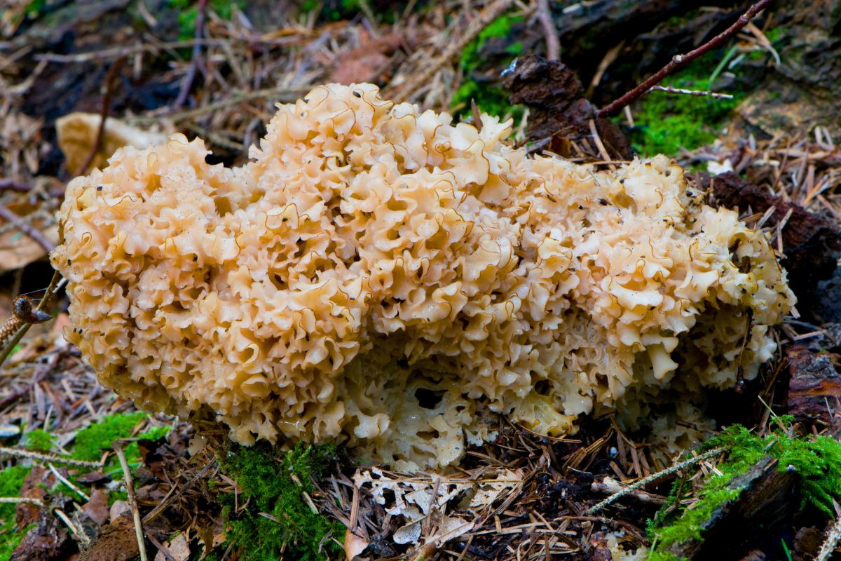Jedni patrzą z przerażeniem, gdy go znajdą. Wytrawni grzybiarze skaczą z radości, bo wiedzą jak jest pyszny
