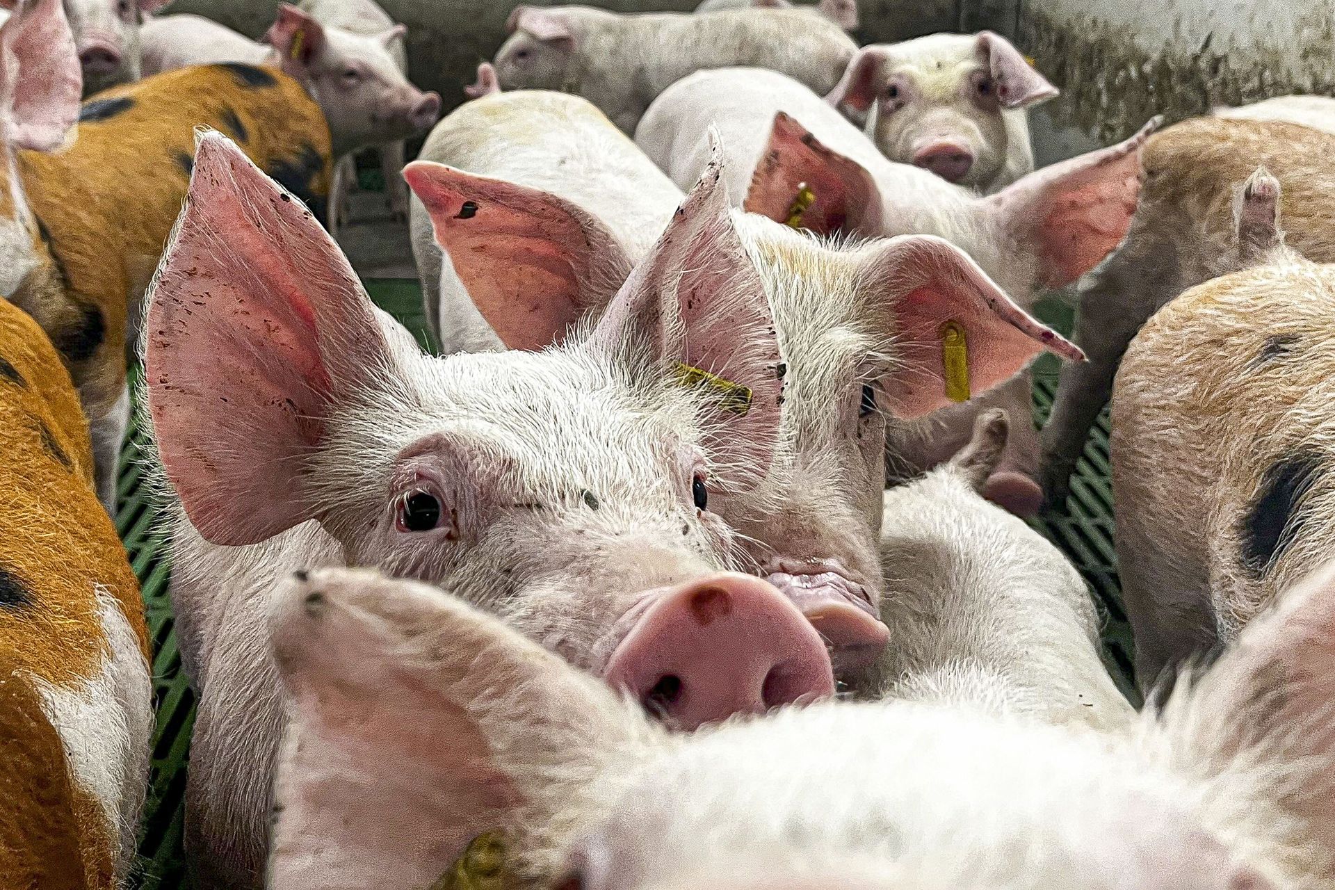 Podrzucony wirus ASF. To mógł być sabotaż