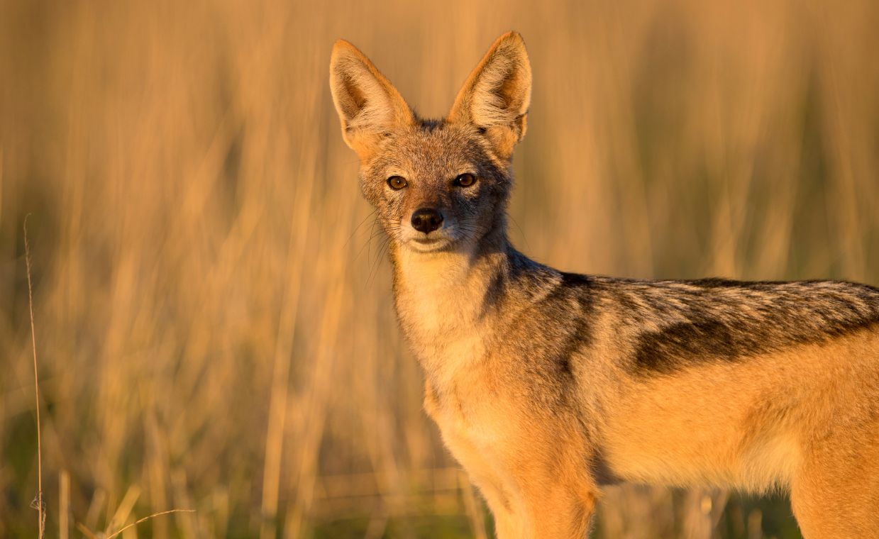 Klimat się zmienia, fauna też. Egzotyczne zwierzęta coraz częściej widziane w Polsce