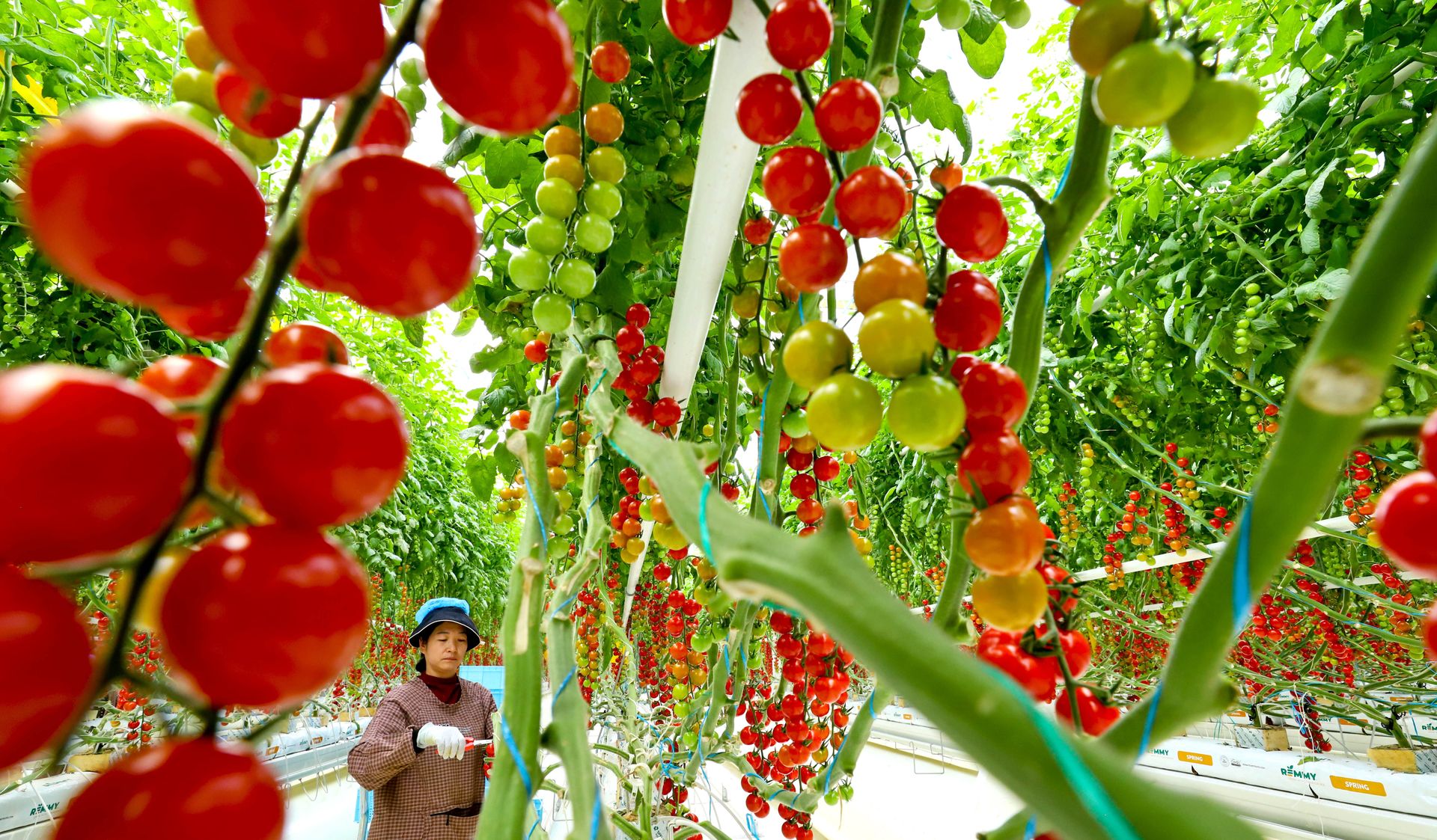 Polacy uwielbiają te warzywa. Mogą pomagać w walce z jedną chorobą