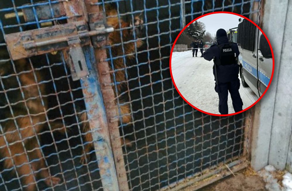Nielegalne schronisko Pogotowia dla Zwierząt jest likwidowane. Wójt podał ostateczny termin