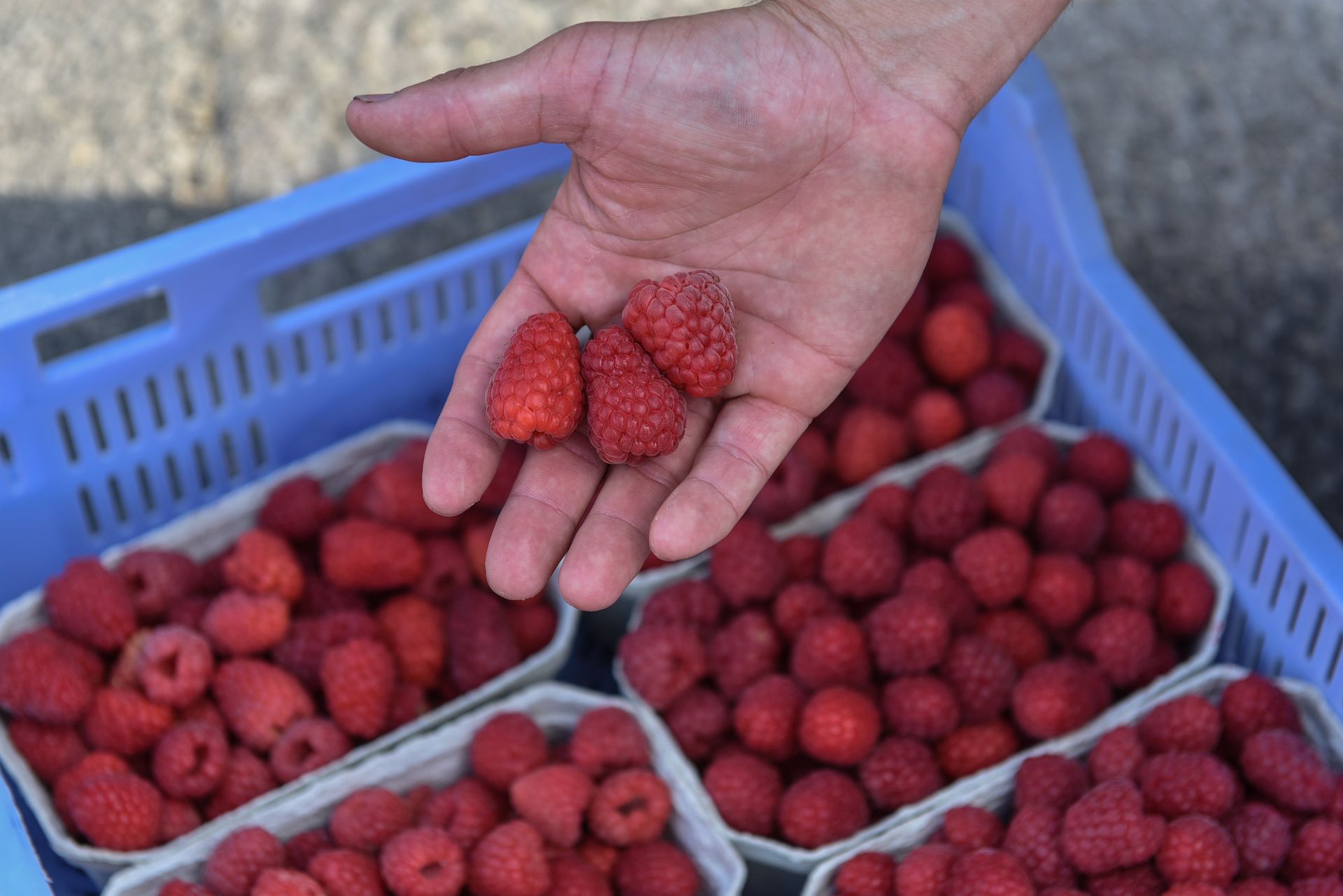 Drastyczny spadek cen malin. Uderzenie w polskich plantatorów