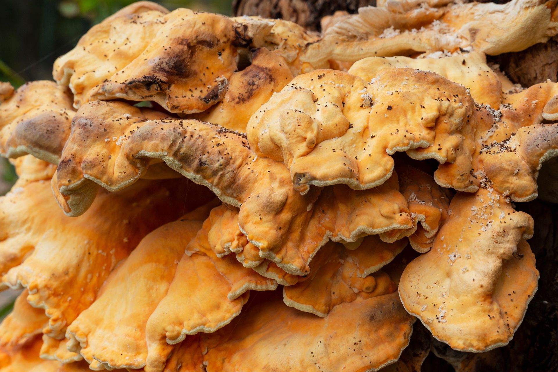 Dla grzybiarzy jest jak święty Graal. W panierce smakuje jak kurczak