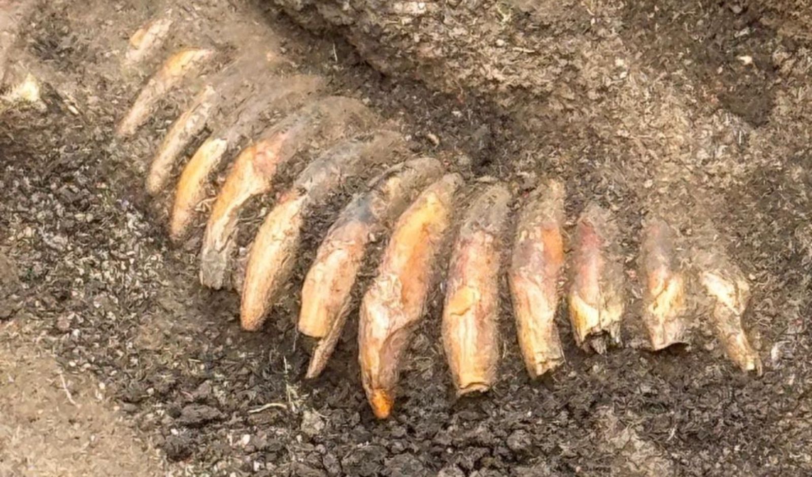 42 zęby w tajemniczym pradawnym naszyjniku. Odkrycie pod Wrocławiem