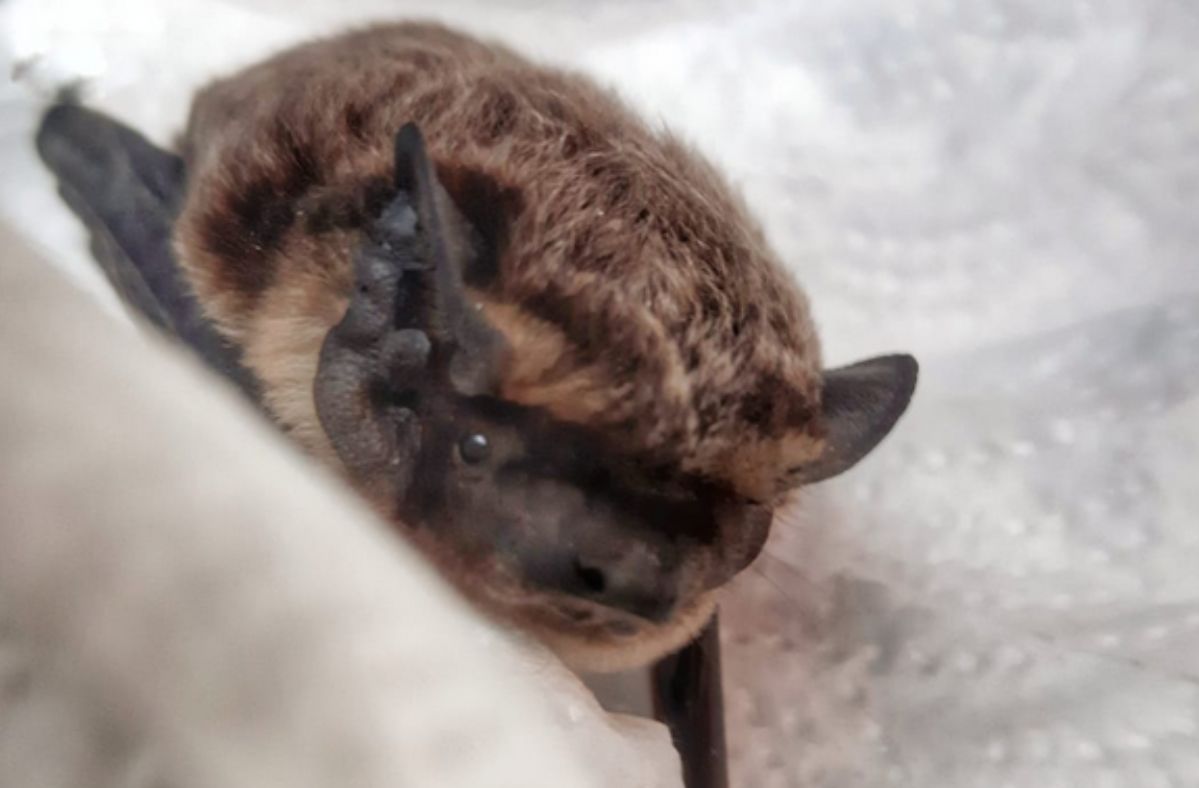 "Szczególnie niepokojące". Odkryli nowe śmiertelne wirusy u nietoperzy