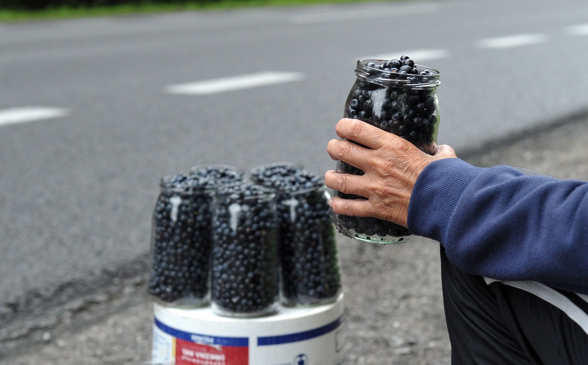 Zbieracze jagód załamują ręce. "Nie będę miał na czym zarabiać"