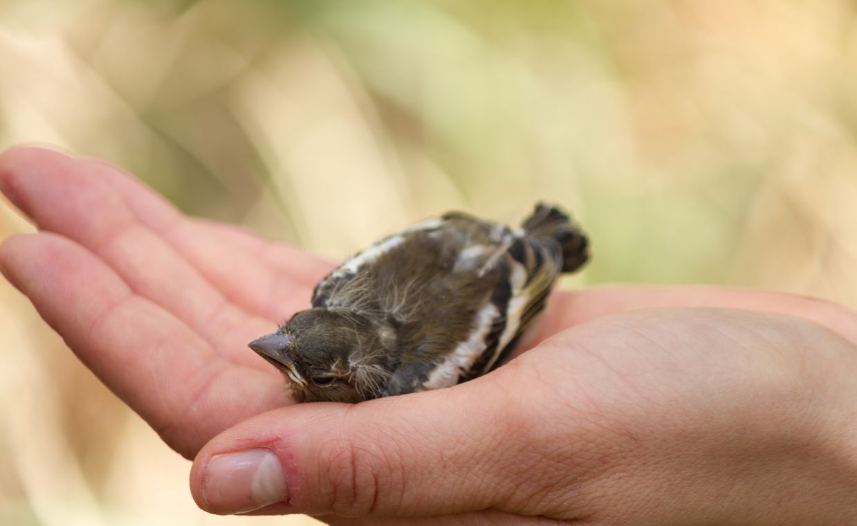 Znalazłeś młodego ptaka na ziemi? Nie panikuj. Oto co powinieneś zrobić