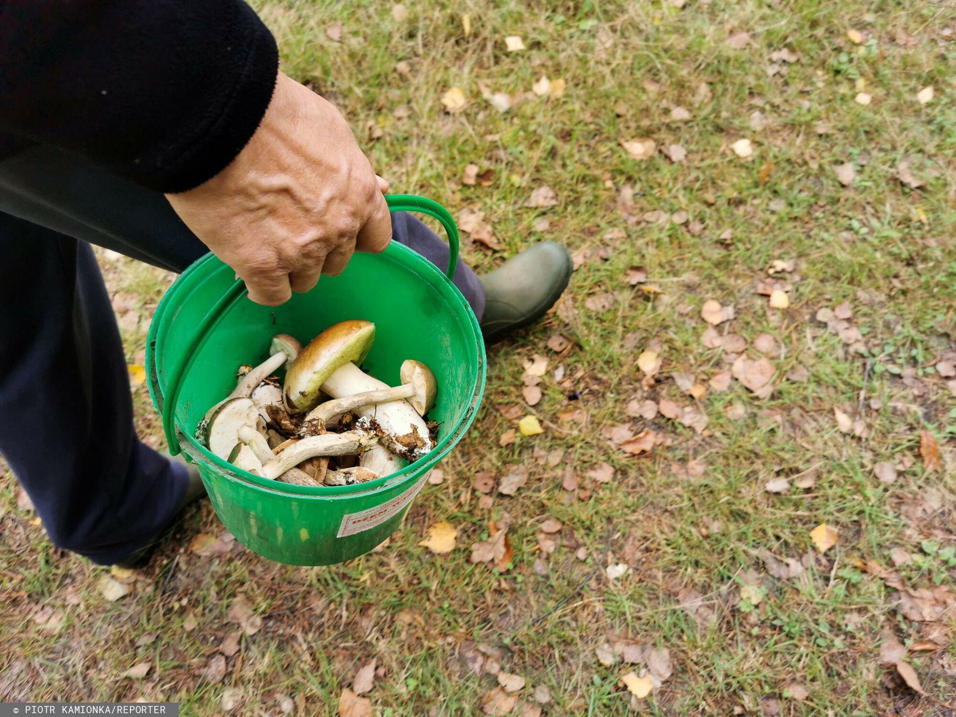 Niektórych grzybów nie wolno zbierać. Wysoka kara