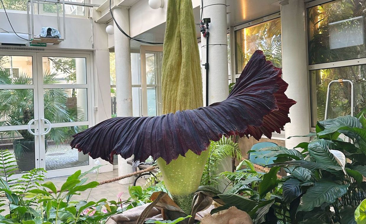 Dziwidło zakwitło. Mieszkańcy mają jednak pretensje do ogrodu