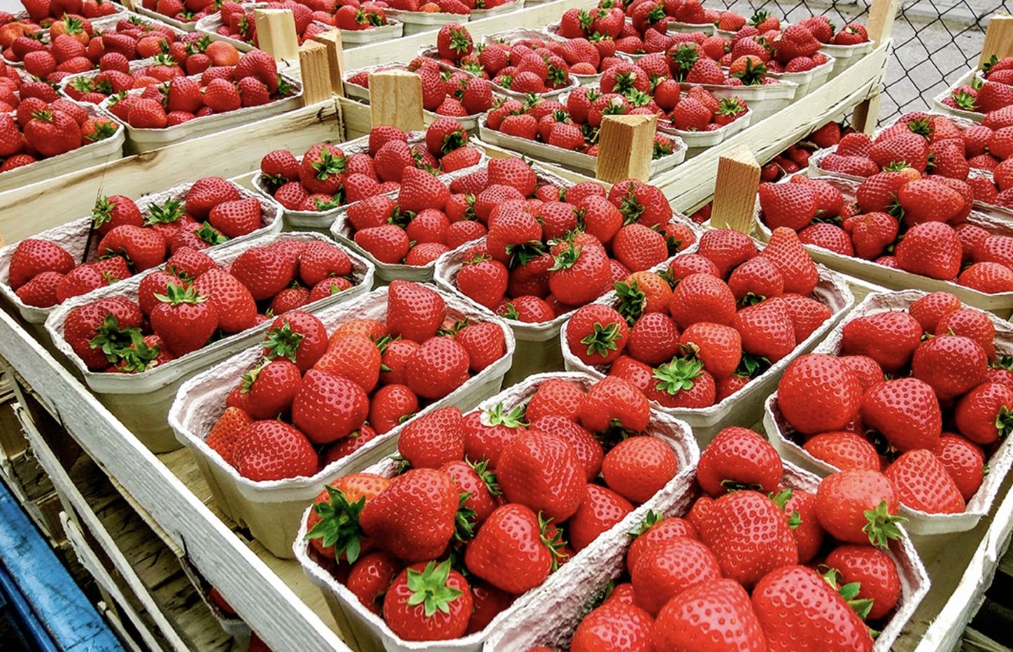 Jak rozpoznać polskie truskawki? Z taką wiedzą unikniesz kupienia gorszych owoców