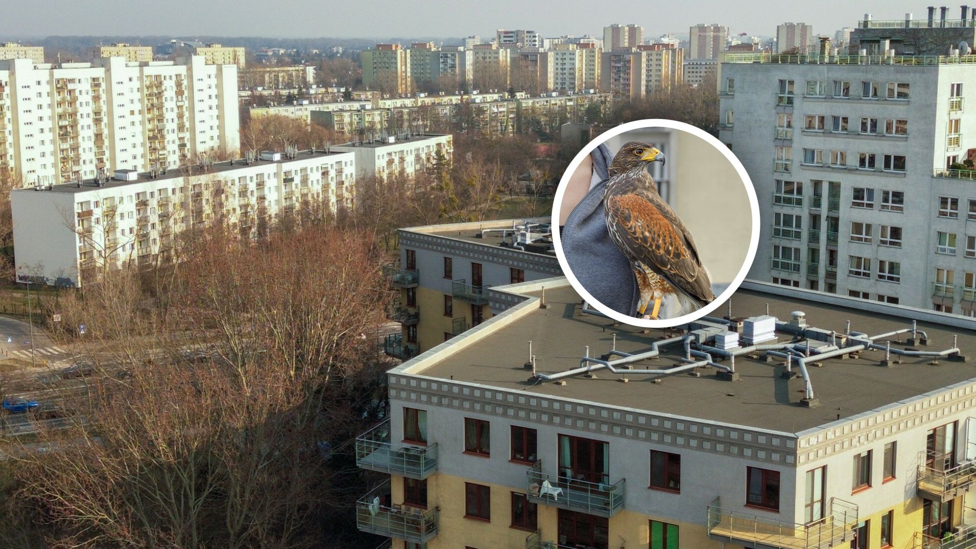 Osiedle walczy z mewami. Zatrudnili nietypowego "pracownika"