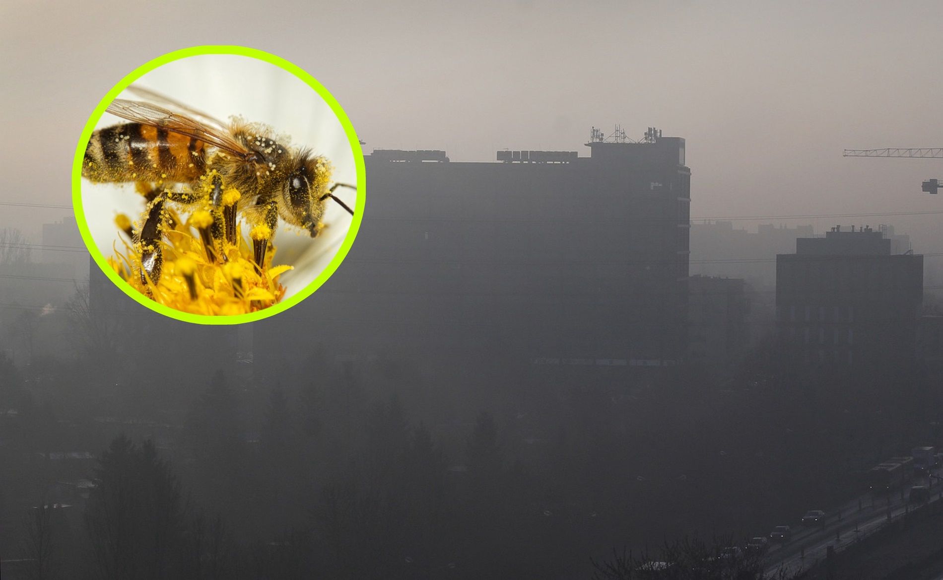 Ich populacja gwałtownie spada. To wina urbanizacji