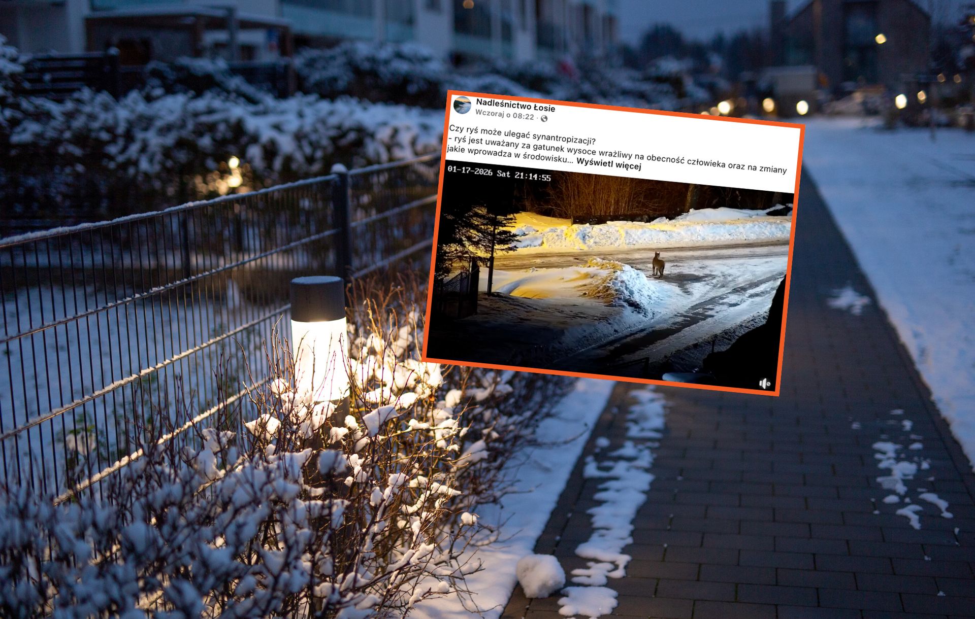 Pojawił się w pobliżu domu. Nagrały go kamery monitoringu