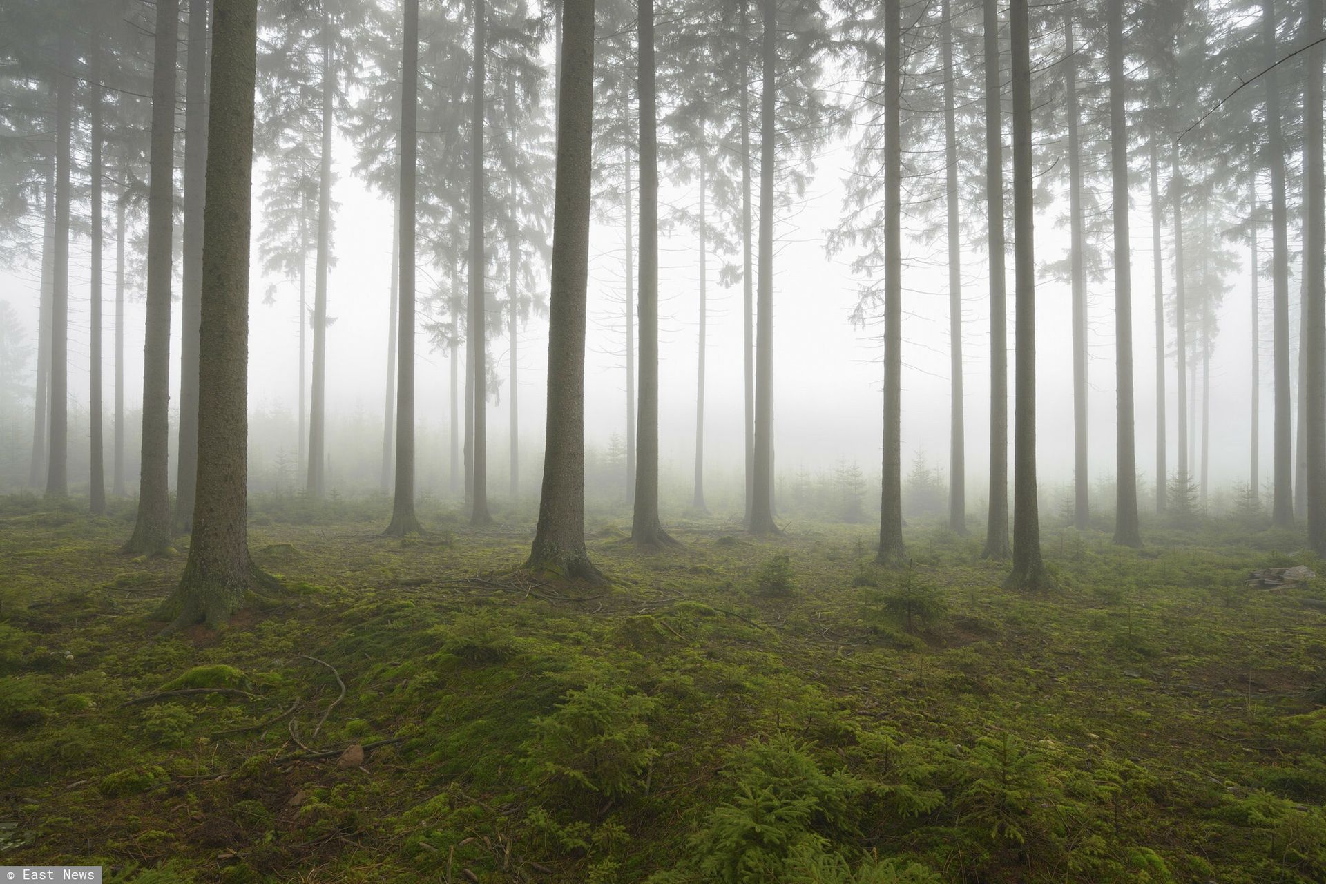 Upadł i nie umiał się podnieść. 85-latek spędził noc w lesie