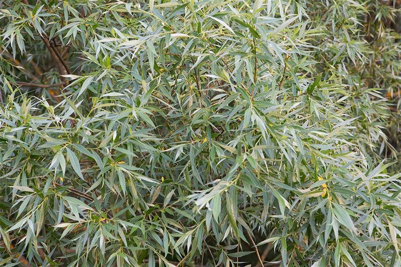 Lepiej nie sadź w ogrodzie. Wielu pożałowało