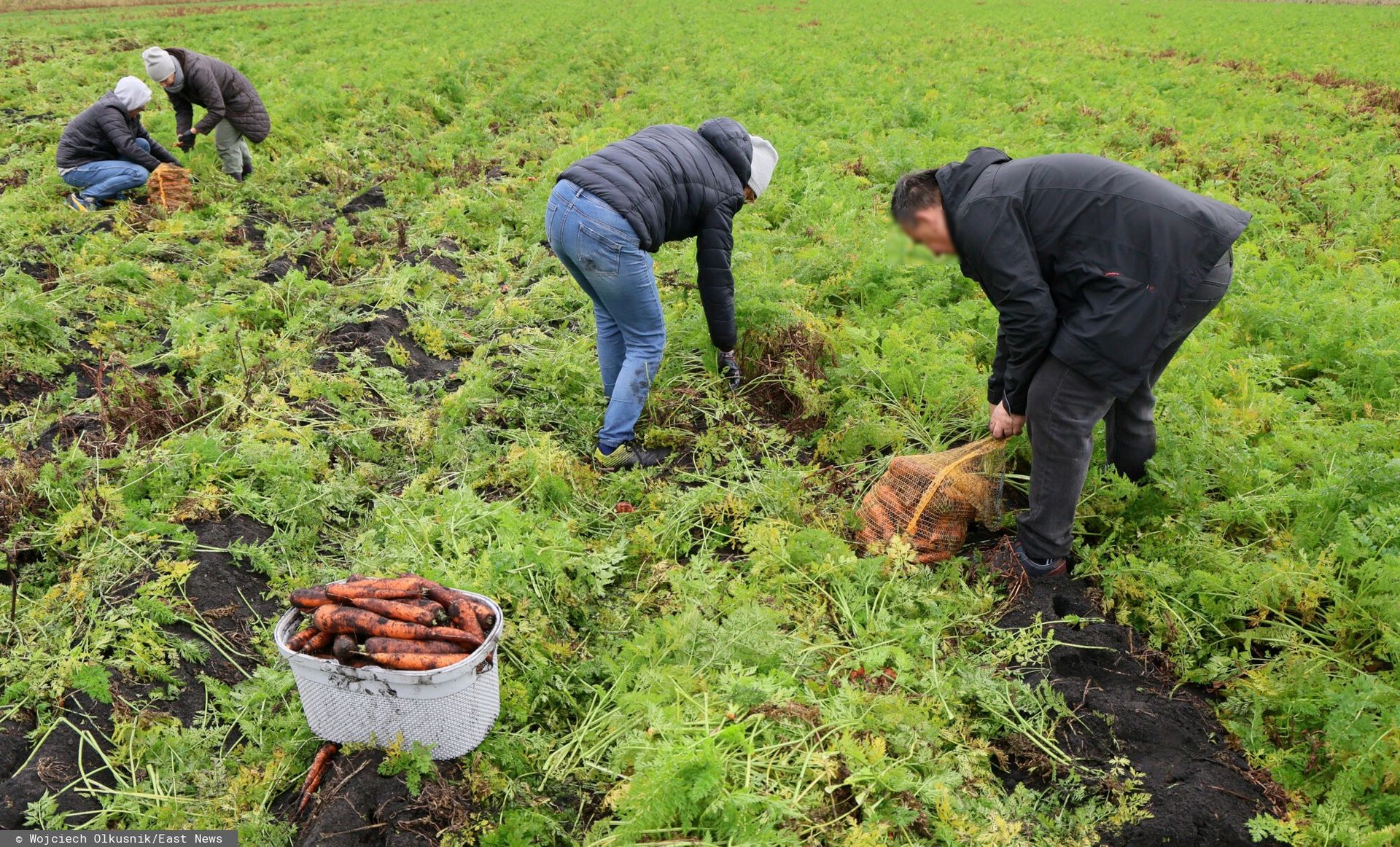 Ruszają kolejne samozbiory. Rolnicy ratują rok jak mogą