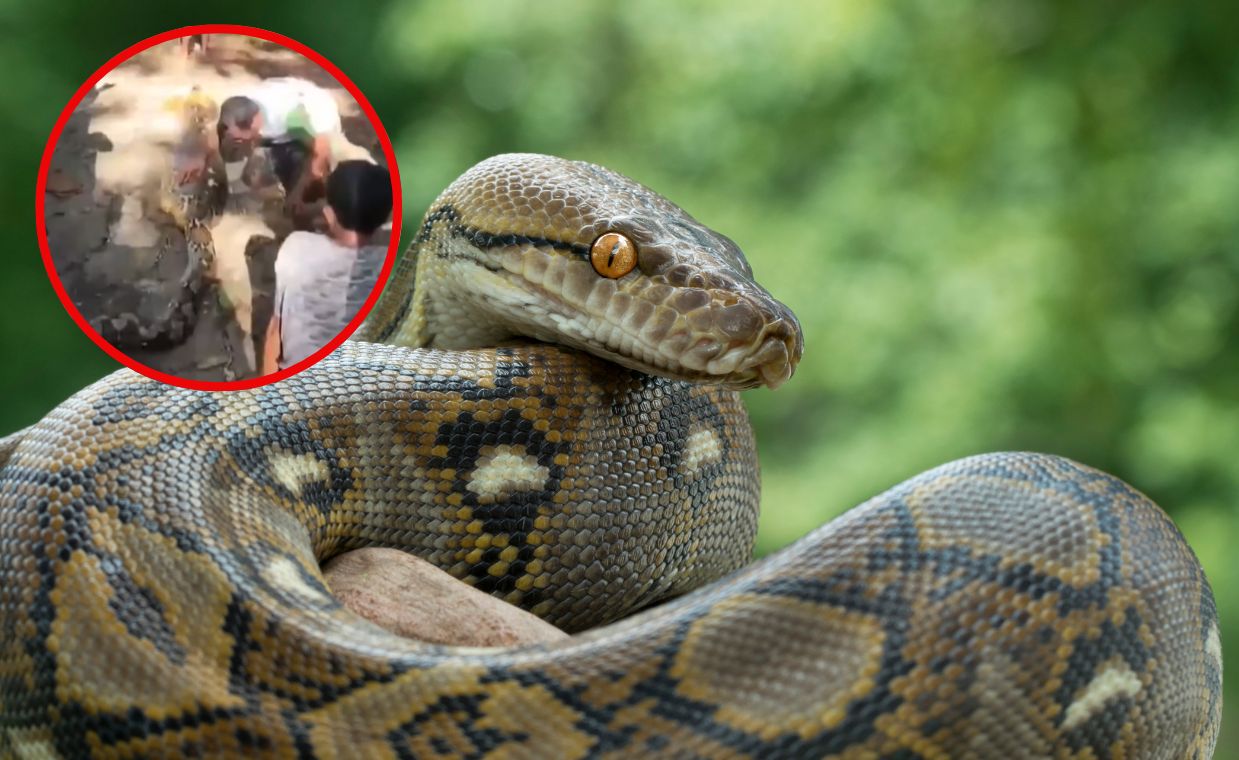 Tragiczny finał poszukiwań rolnika w Indonezji. Jego ciało odnaleziono w brzuchu pytona