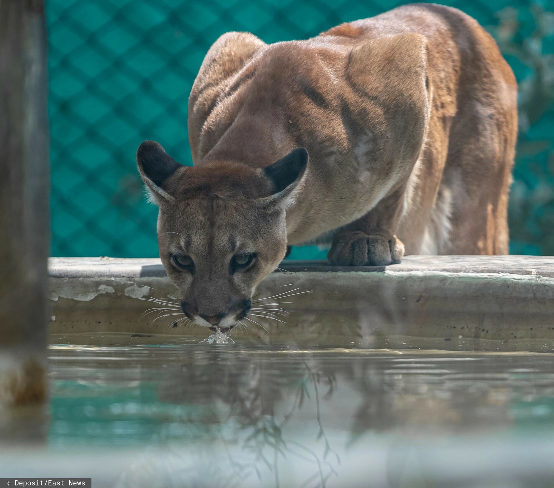 Puma schwytana w Polanowie. Trafi teraz do zoo