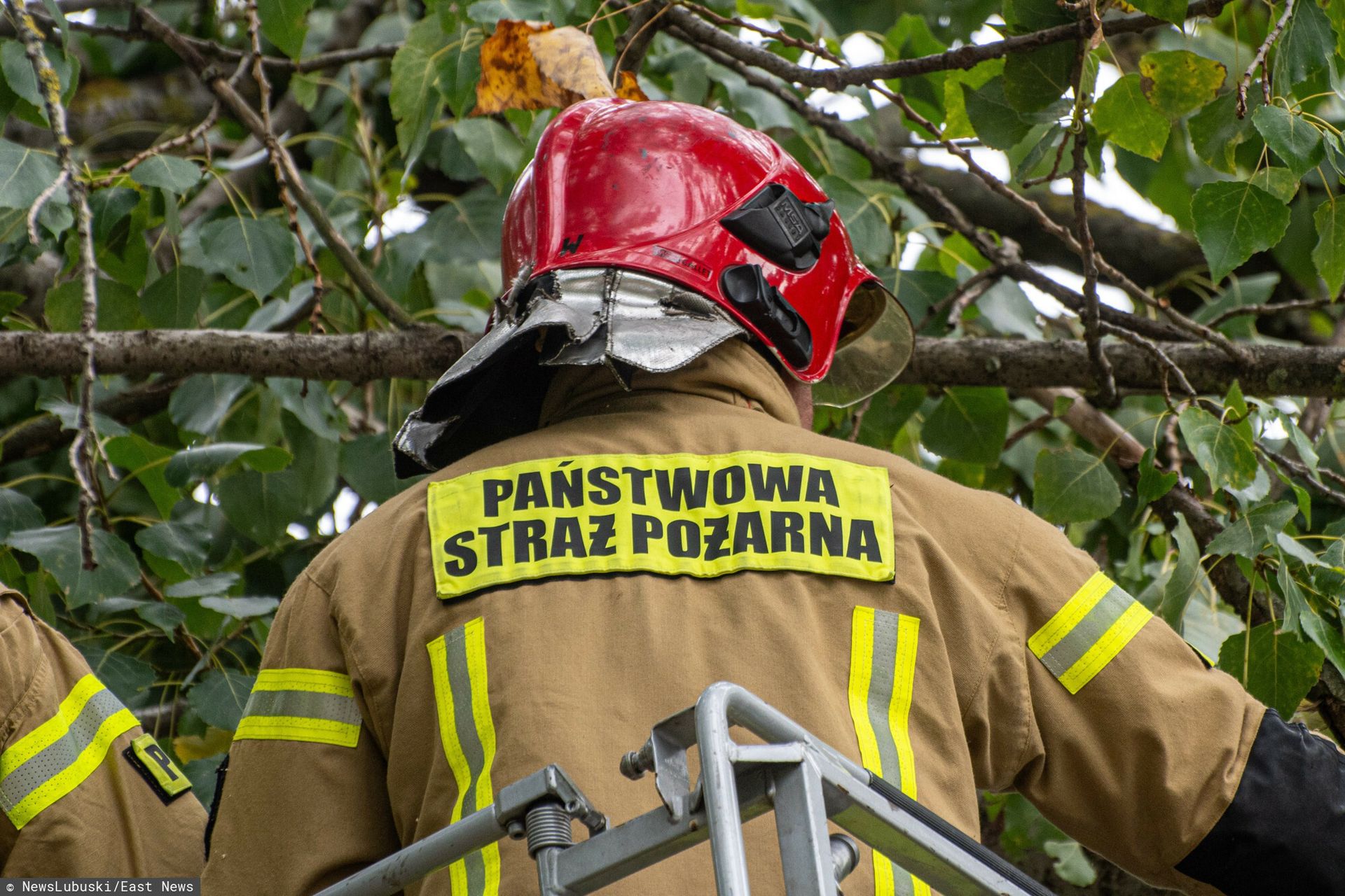 Wrocław: drzewo runęło na dziecko jadące rowerem