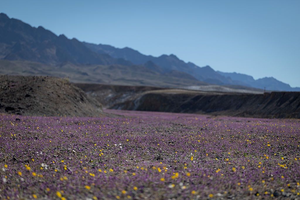 Wyjątkowe zjawisko w Dolinie Śmierci. Nie widzieli tego od 10 lat