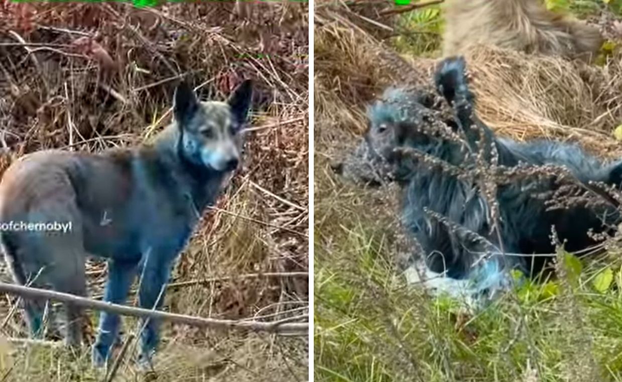 Nibieskie psy w Czarnobylu. Co się dzieje?