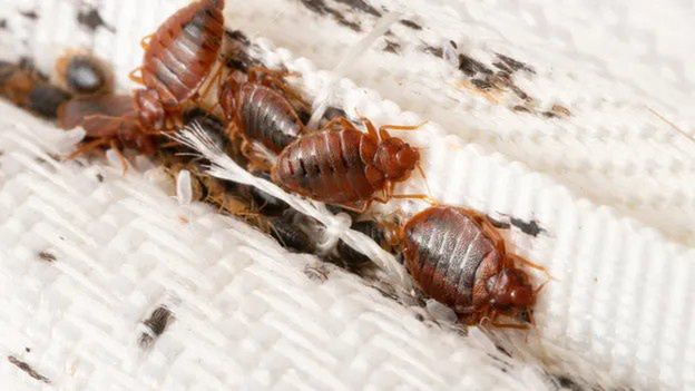 Czujesz dziwny zapach? Pluskwy mogą być już w twoim domu
