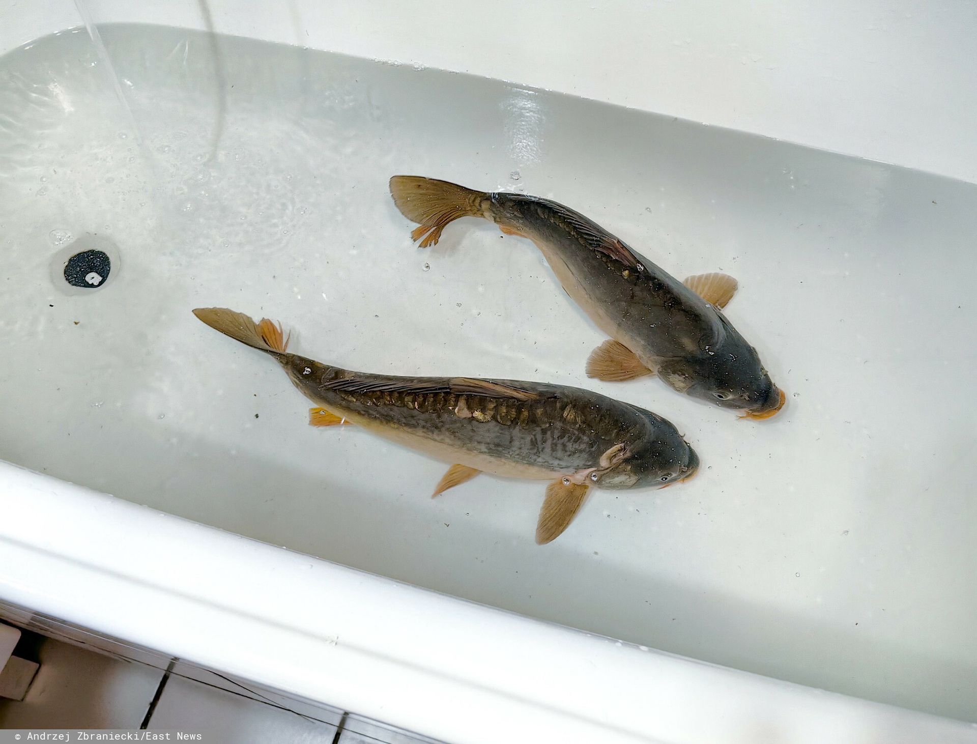 Pozycja karpia nie jest zagrożona. Wciąż króluje na stołach w Wigilię