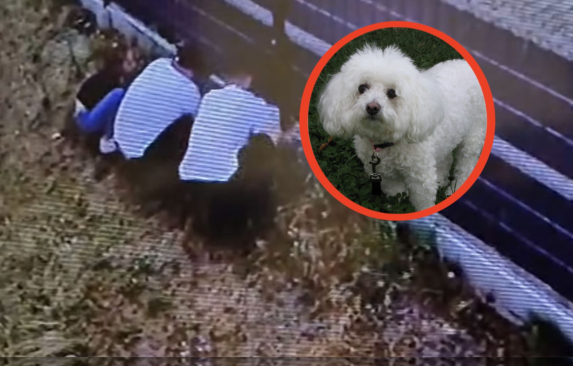 Porwanie psa w Świnoujściu. Policja poszukuje sprawców