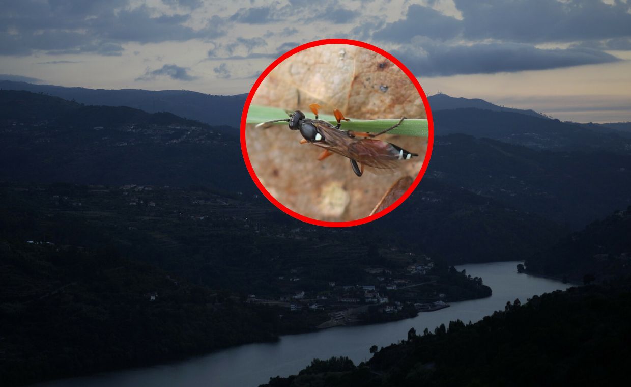 Portugalia potwierdza. Błonkówka znana z Polski dotarła do ich kraju