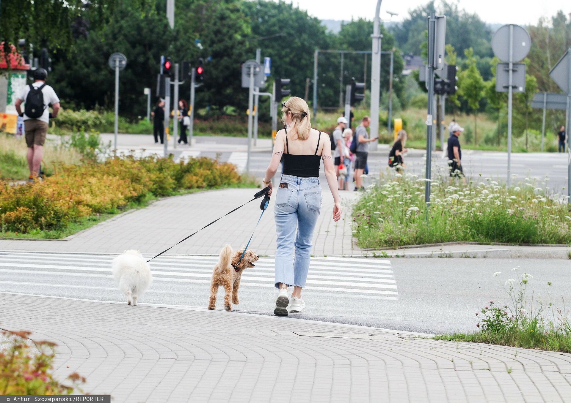 Podstawowy obowiązek właściciela psa. Mandat za brak to 500 zł