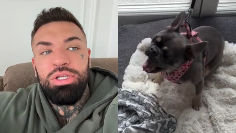 Pies Deynn i Majewskiego NIE WRACA do domu. Didi ZAATAKOWAŁA innego psa. "Podobno były to dantejskie sceny. Pełno krzyku"