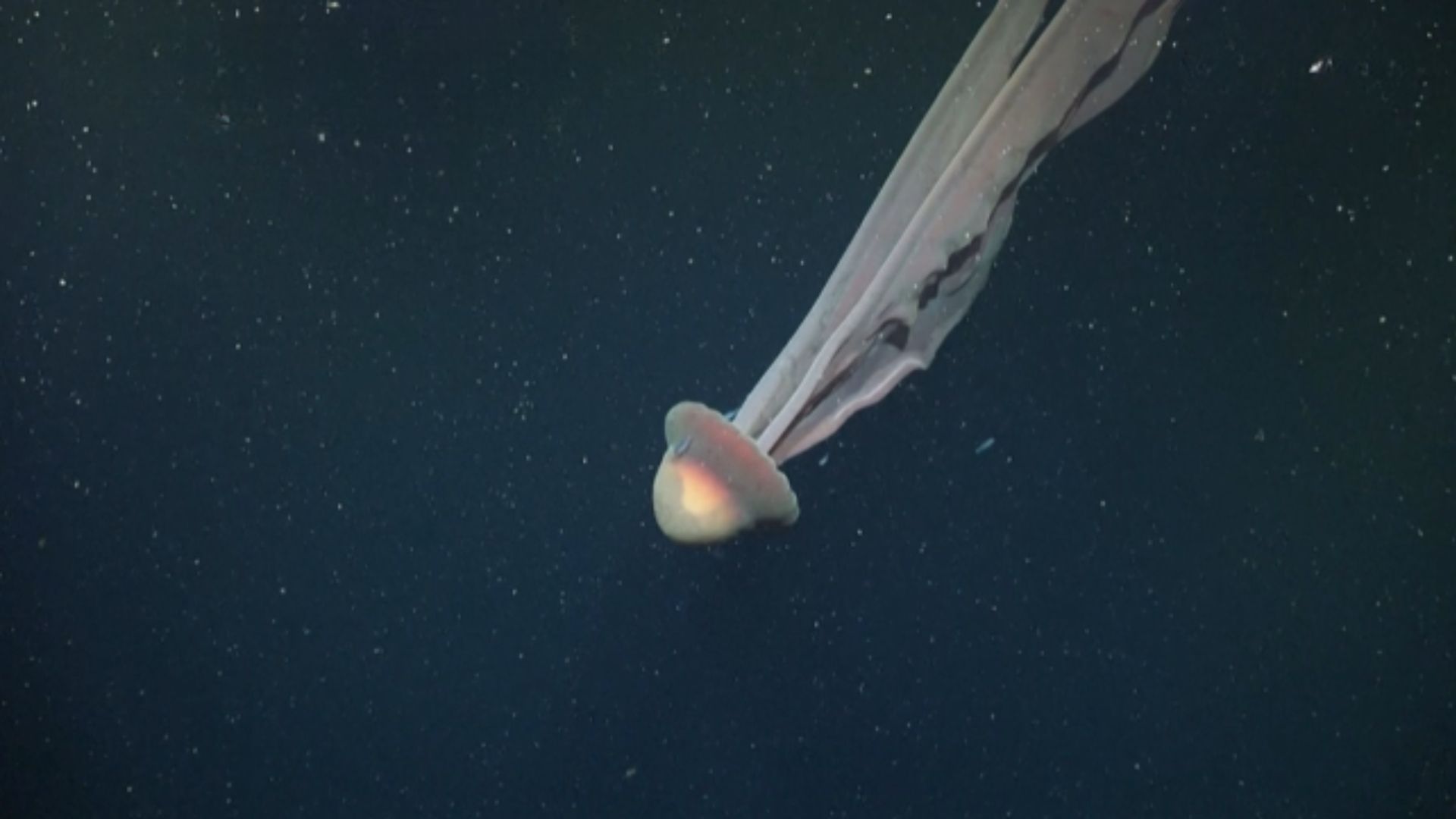 Nagrali "potwora z głębin". Potężna meduza-widmo robi wrażenie