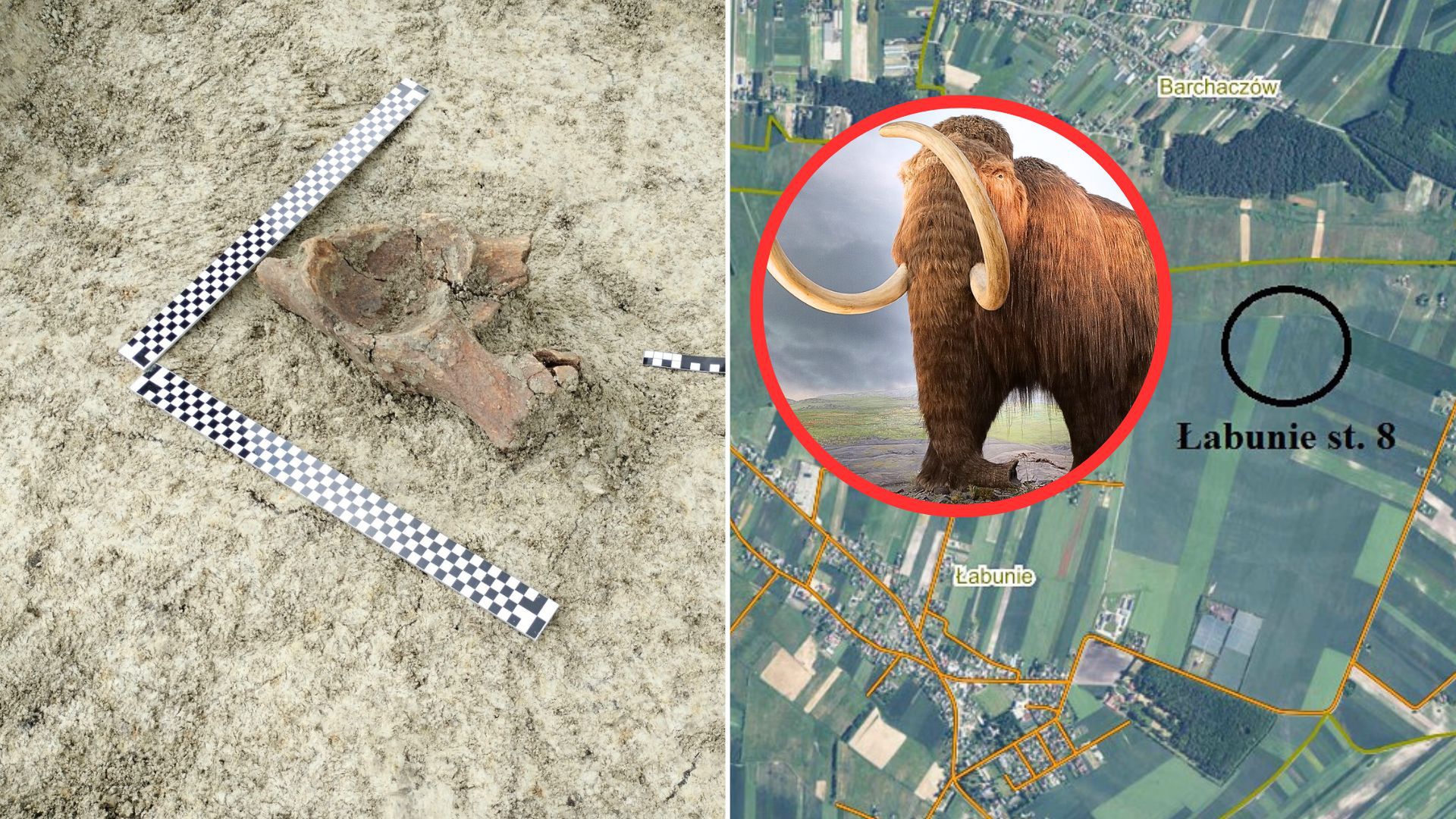 Wyjątkowe odkrycie na budowie. Szczątki mamuta przy S17