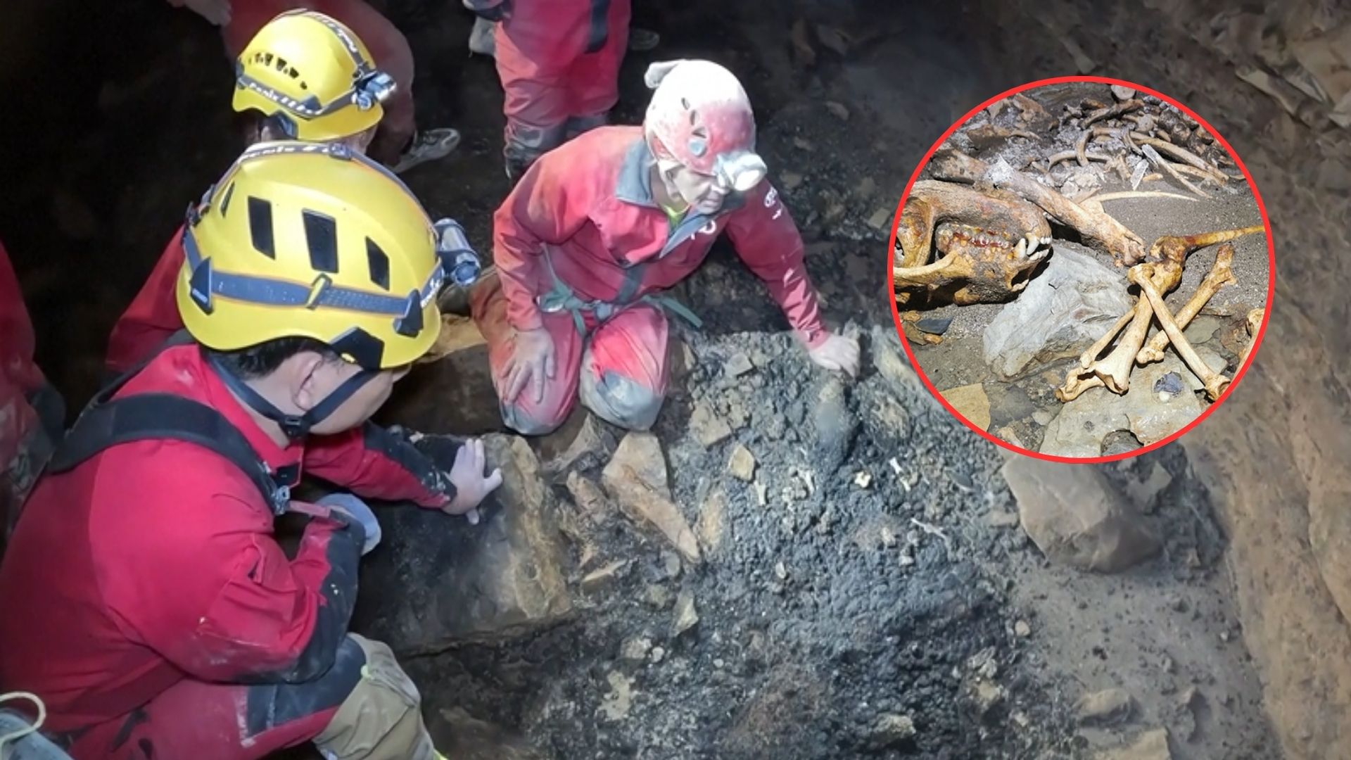 Chiny: mroczne odkrycie w największej jaskini w Azji. 52 skamieliny pandy wielkiej