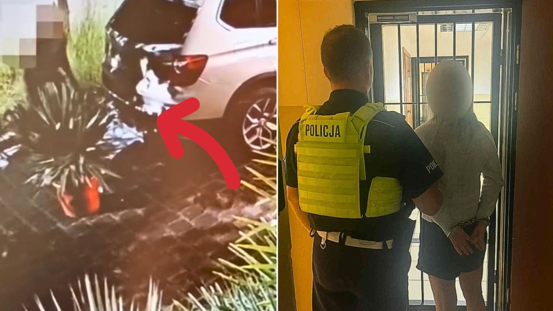 Zuchwała ogrodniczka z Trójmiasta. Nocą kradła egzotyczne rośliny