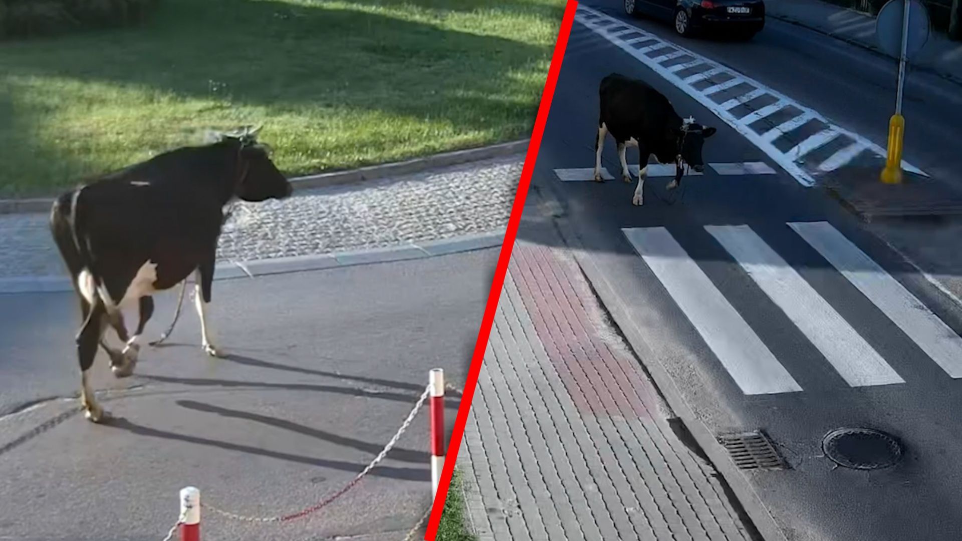Krowa zwiedzała miasto. Policjanci złapali się za głowy