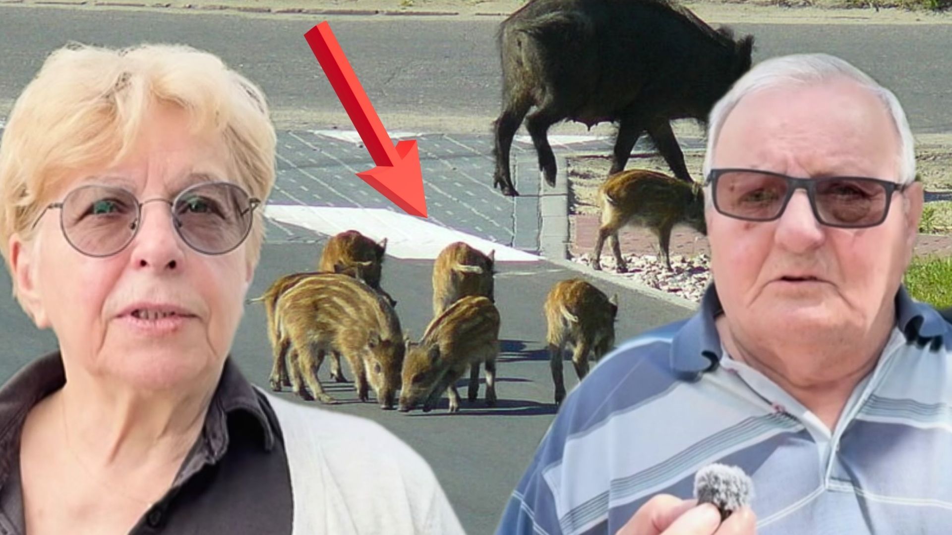 Dziki w Warszawie. Mieszkańcy mają już dość. "Po prostu jest plaga"