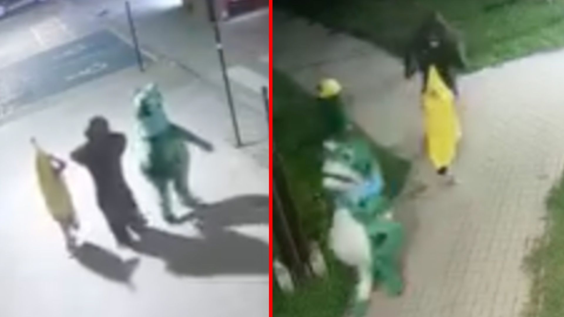 Żaba, goryl i banan poszli na spacer. Nietypowe nagranie z Włodawy