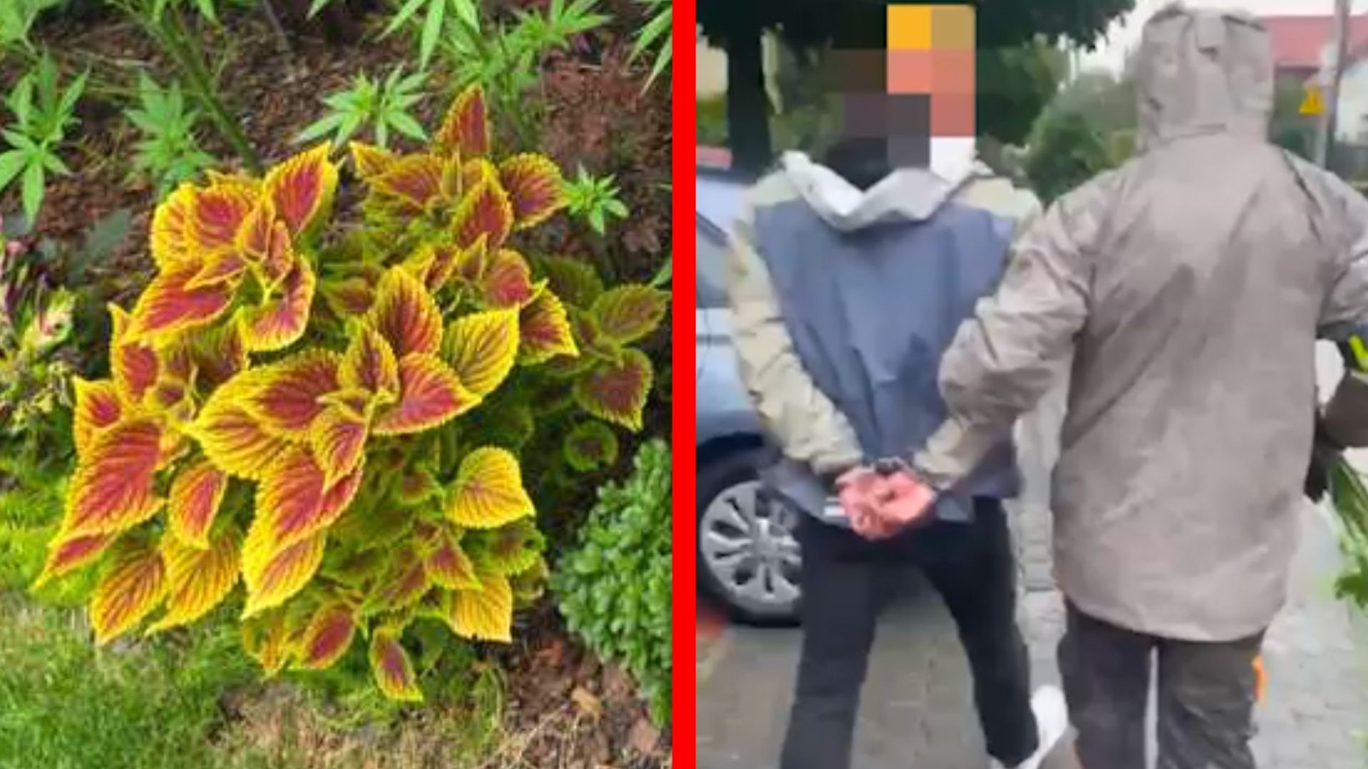 Uważał to za genialny plan. Oto co znaleźli policjanci w jego ogródku