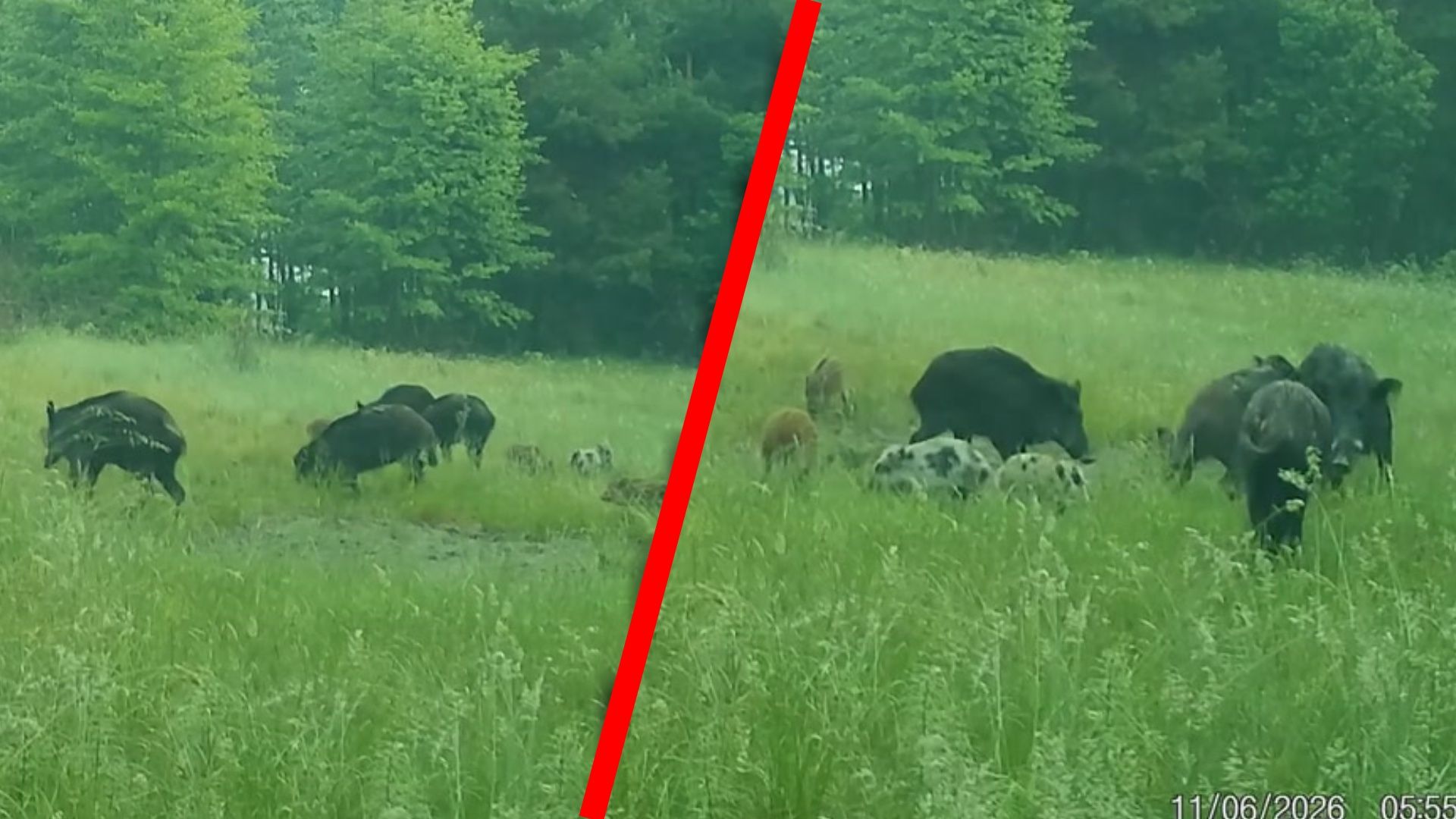 To nagrała fotopułapka. Nie spodziewali się takich dzików