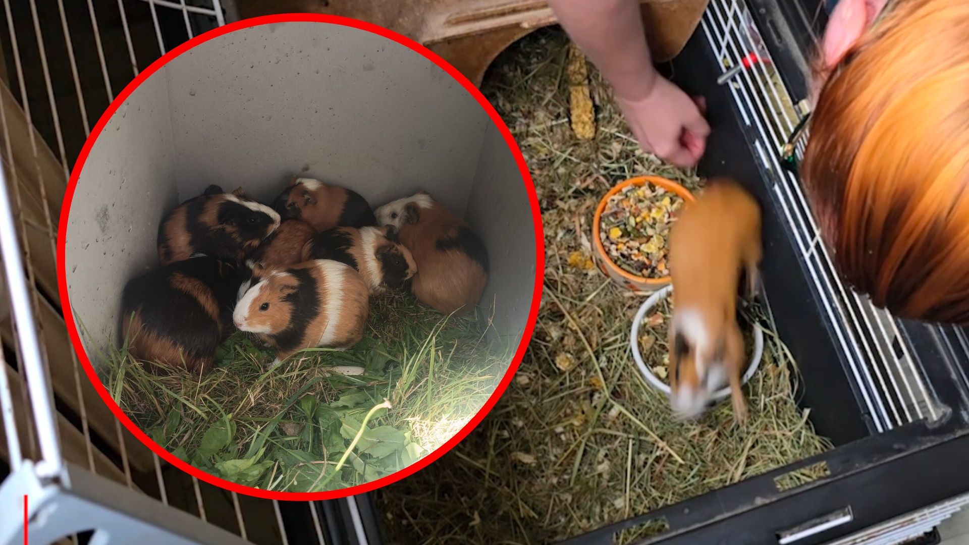 Leżały tak w śmietniku. Poruszające odkrycie na Śląsku