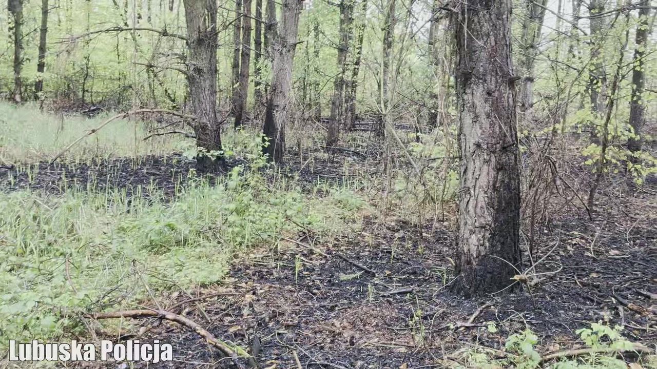 Seryjny podpalacz lasów zatrzymany. Policja mówi o "katastrofie"