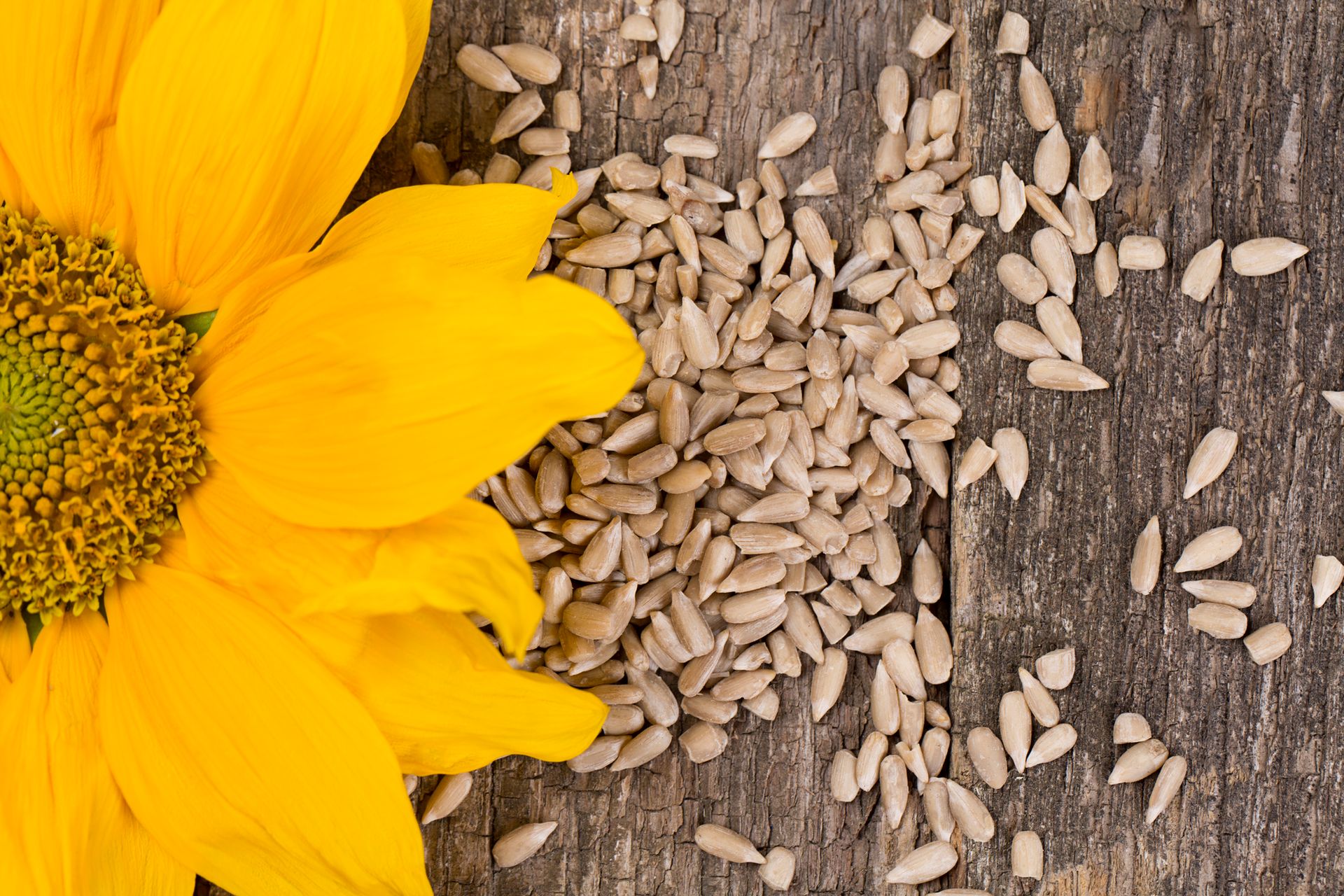 Качество семян подсолнечника. Sunflower linseed. Фон семена подсолнуха. Семечки подсолнуха.