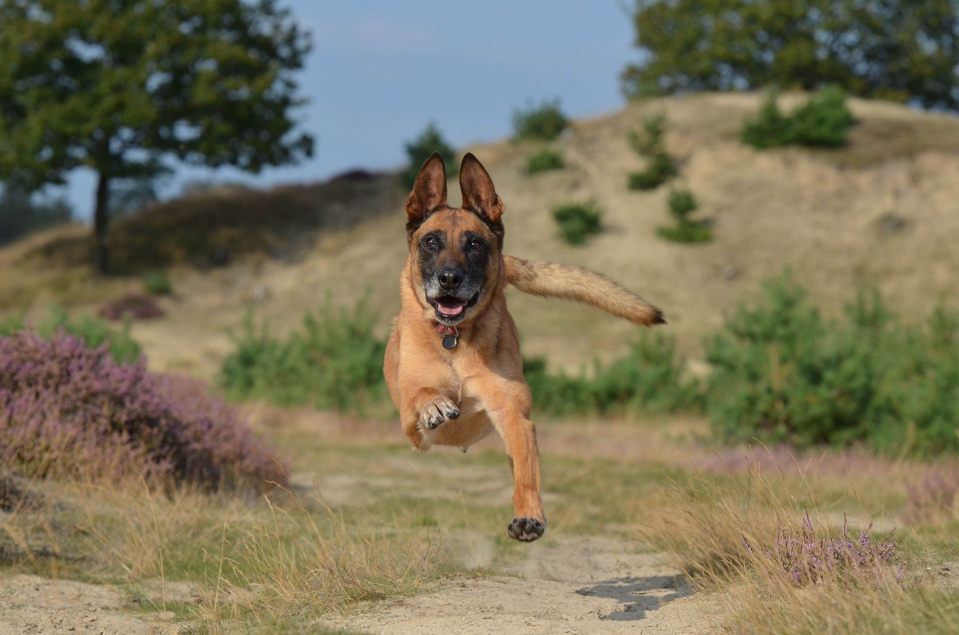 Belgian Malinois named smartest breed in comprehensive Finish study on