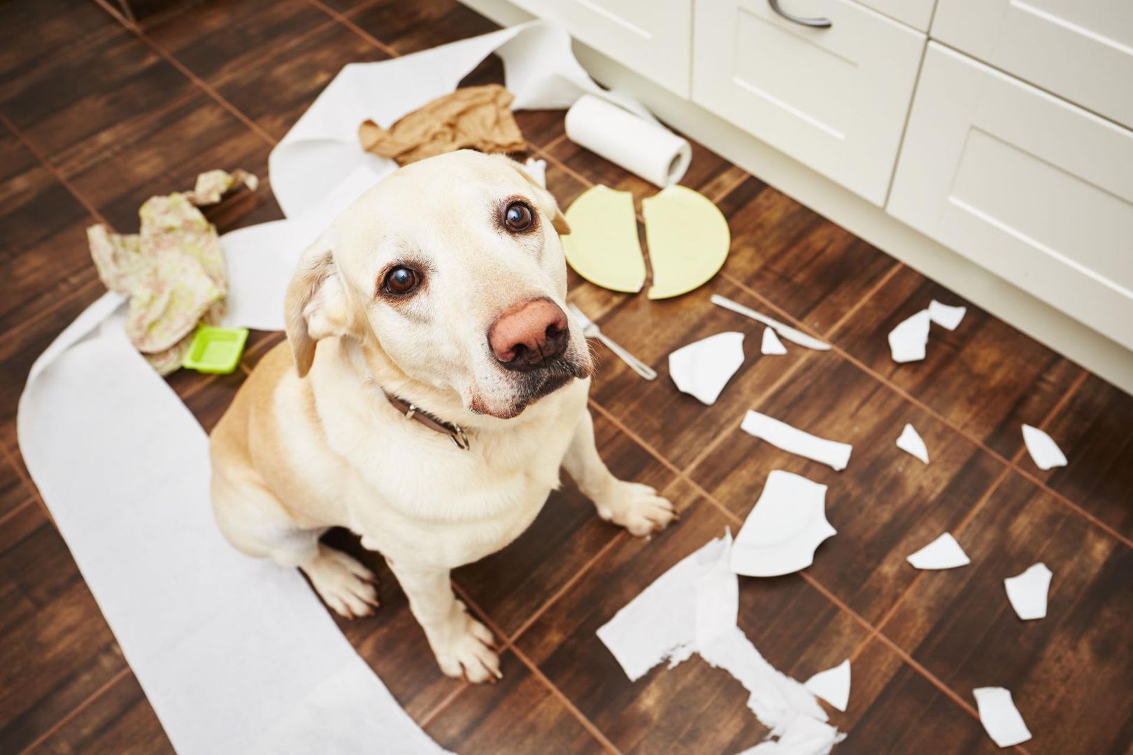 Labrador Retriever Wygląd Charakter Pielęgnacja Cena