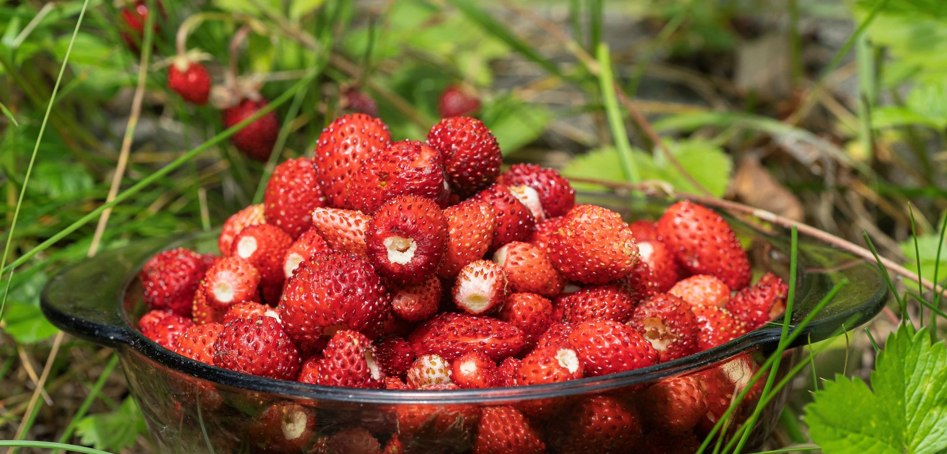 Poziomki - skarby lasu i cukiernii