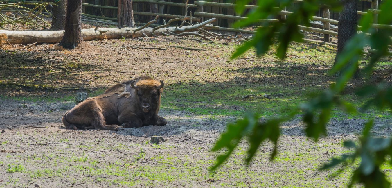 Zagroda pokazowa w Wolińskim Parku Narodowym