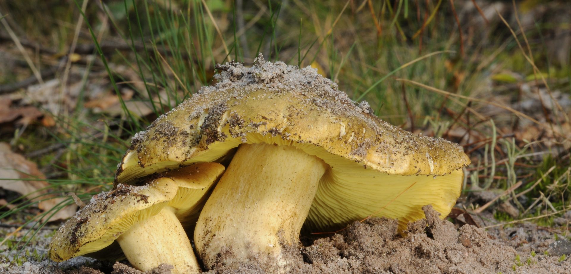 Gąski zielone - Pyszności